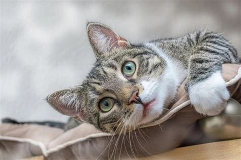 Gato Domestico De Pelo Corto Desc Brelo Todo Sobre Estos Gatos