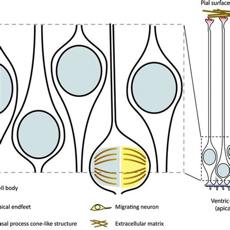 Established roles of radial glial cells during cerebral cortex ...