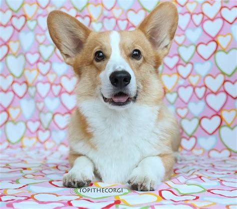 3153 Likes 37 Comments Topi The Corgi Topithecorgi On Instagram