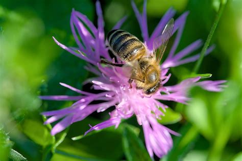 Insecto Abeja Entomolog A Foto Gratis En Pixabay Pixabay