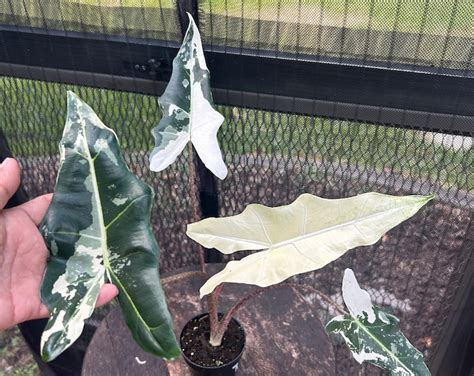 Alocasia Sarian Variegated Etsy