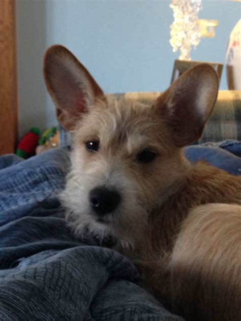 Quite possibly the cutest wired-hair terrier puppy ever. Look at those ears! | Terrier puppy ...