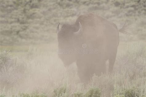 Bison in Yellowstone National Park during the Summer Mating Season ...