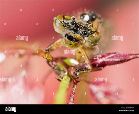 Damselfly Face Hi Res Stock Photography And Images Alamy