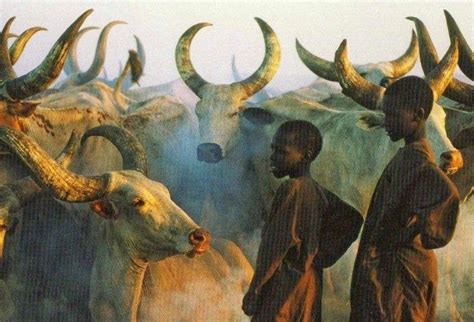 Ancient African cattle first domesticated in Middle East | Cattle ...