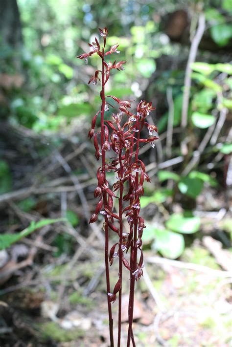 Spotted Coralroot Spotted Coralroot Corallorhiza Maculata Flickr