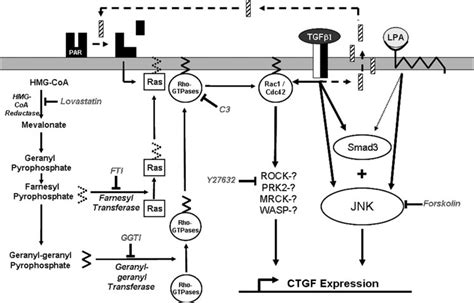 Several Signaling Pathways Work Together In The Tgf Induced Expression