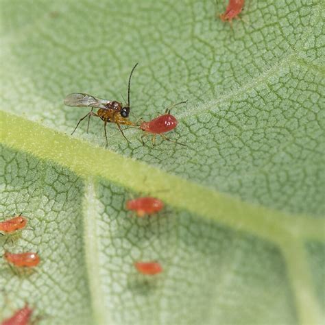 Braconidae - Pollinator Photos by Heather Holm