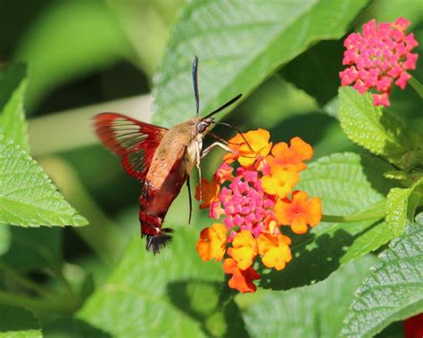 Hummingbird Moth On Lantana Smithsonian Photo Contest Smithsonian Magazine