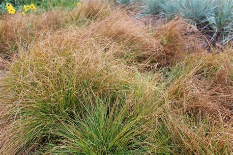 Lovegrass Farm Carex Rosea Curly Styled Wood Sedge