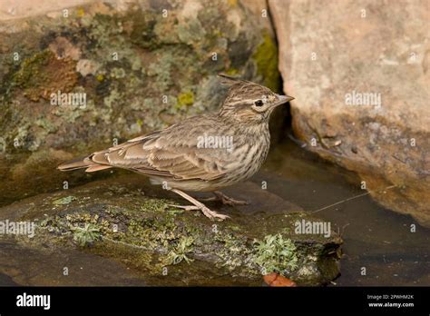 Crested Lark Crested Larks Galerida Cristata Songbirds Animals