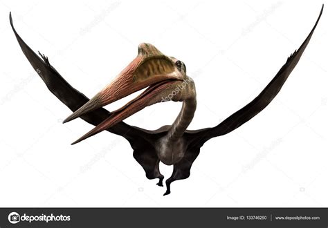 Quetzalcoatlus 3d Illustration — Stock Photo © Warpaintcobra 133746250