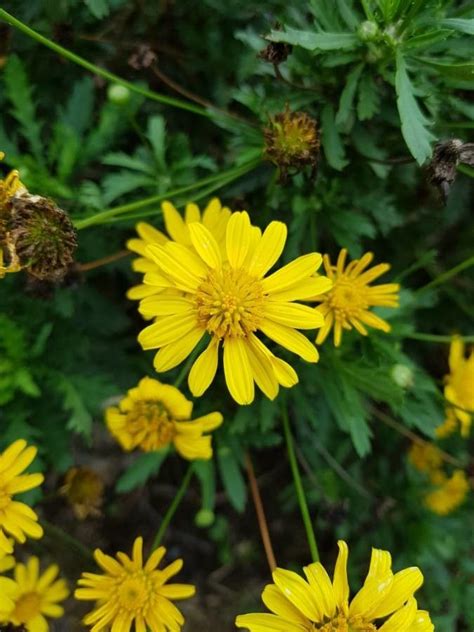 Euryops Chrysanthemoides Dc B Nord Margarita Amarilla Flora Mundial Pl Ntnet Identify