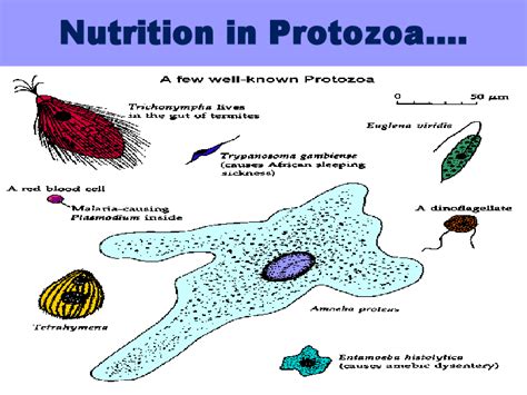 Pathogenic Protozoa Examples