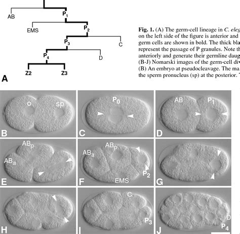 Figure From Segregation Of Germ Granules In Living Caenorhabditis