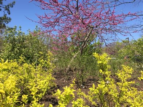 North Shore Plant Club