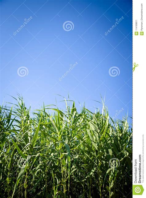 Sunset Over Sugar Cane Field Stock Image - Image of plantation ...