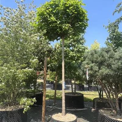 Catalpa Bignonioides Nana Collection Kugel Trompetenbaum Nana