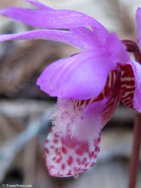 Calypso-bulbosa_orchid_IMG_0350 – Trout's Notes