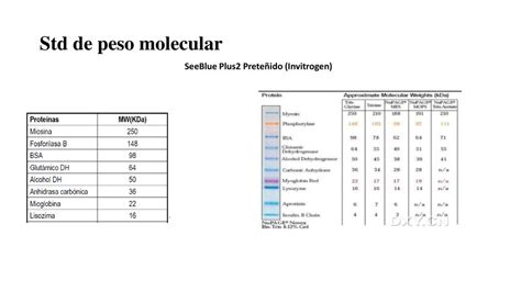 Monitoreo De Purificaci N De La Lactato Deshidrogenasa De Pollo Ppt