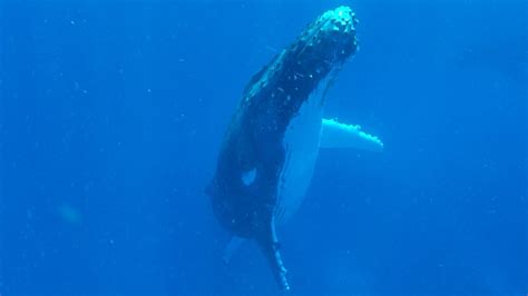 Gigantic Humpback Whale Rises Beside Mesmerized Swimmer In Tonga