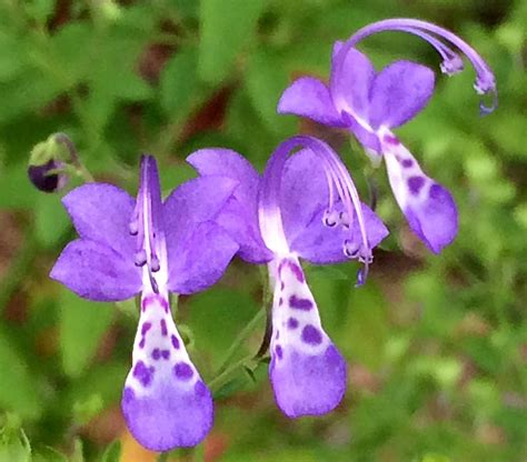 Trichostema Dichotomum Or Forked Bluecurls In The Florida Panhandle Regionwikipedia