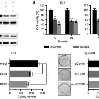 Knockdown Of CREB Inhibits Cell Proliferation Of Human Esophageal