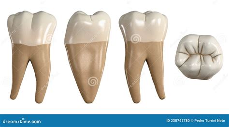 Permanent Mandibular First Molar