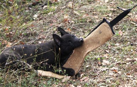 Chiot Elevage Du Rocher Des Ducs Eleveur De Chiens Berger Hollandais