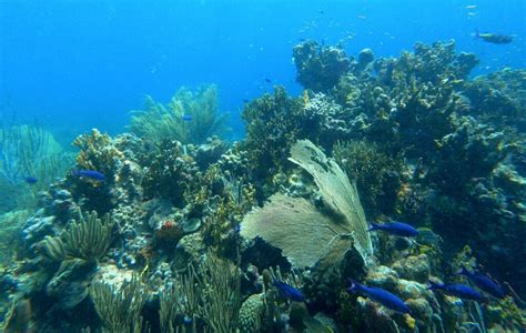 The best snorkeling on Culebra Island