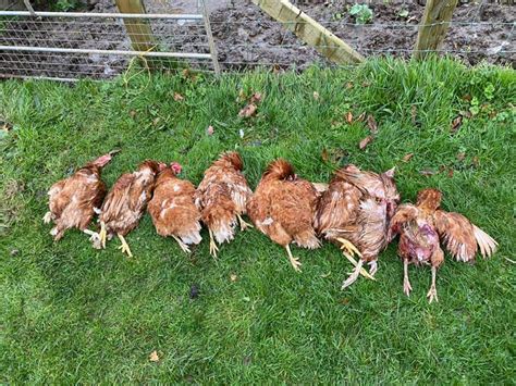 8 Chickens Attacked And Killed By Dog 3fm Isle Of Man