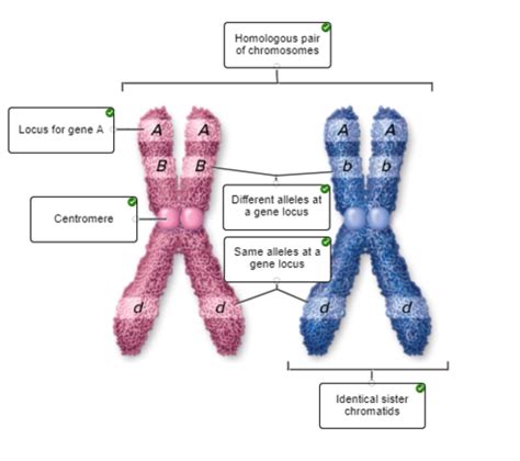 Unit 5 Heredity Flashcards Quizlet