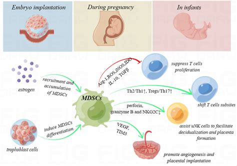 Frontiers Deciphering The Roles Of Myeloid Derived 58 Off