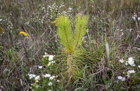 Spring Tree Planting Update - Newport Wilderness Society