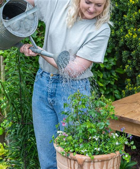 How to plant flowers in pots: step-by-step guide to patio containers ...