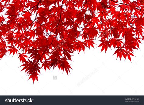 Leaves red japanese maple clipart 20 free Cliparts | Download images on ...