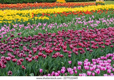 2023 Shilin Residence Tulip Festival Stock Photo 2277122449 | Shutterstock