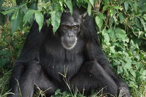 El chimpancé que come donde vive características y curiosidades