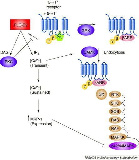 5 HT1 Receptor Alchetron The Free Social Encyclopedia