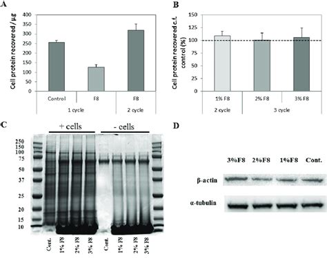 Protein Extraction Sds Page And Western Blot Analysis Of Hek293 Cells