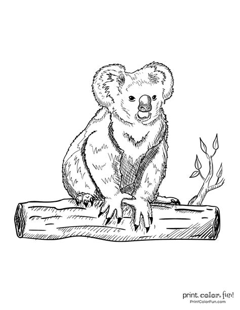 Baby Koala Pages For Adults Coloring Pages