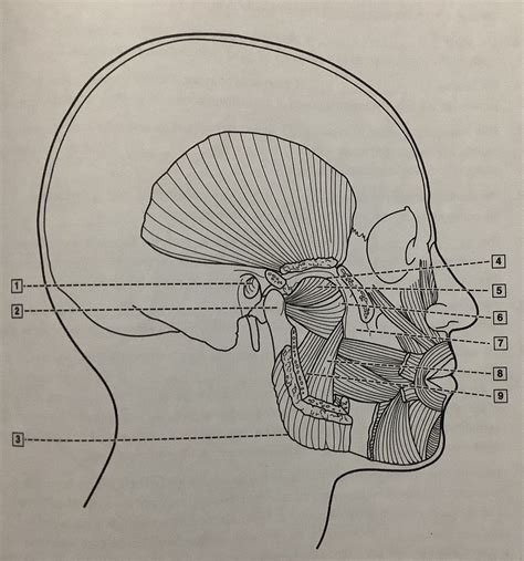 Muscles Of Mastication Medial And Lateral Pterygoid Diagram Quizlet