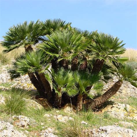 Graines De Palmier Nain Palmier Doum Chamaerops Humilis L