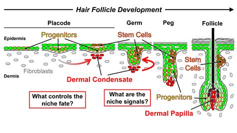 Dermal Papilla Diagram