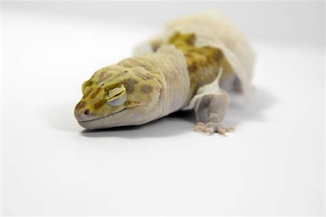 Dysecdysis In Reptiles