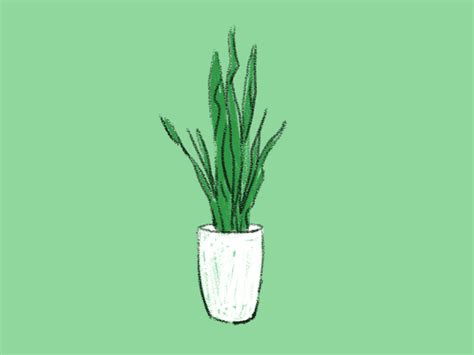 House Plants By James On Dribbble