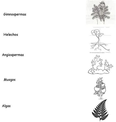 Plantas De Musgos Para Colorear Imagui