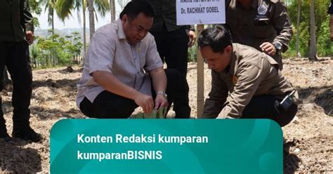 Rachmat Gobel Canangkan Gerakan Tanam Nanas Di Gorontalo Kumparan