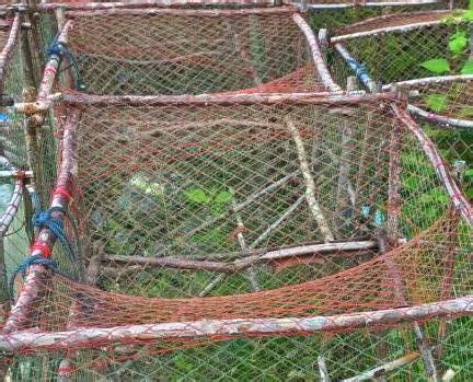 Rectangular Squid Traps In Thailand Bushguide 101