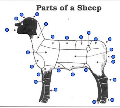 Sheep Parts Flashcards Quizlet